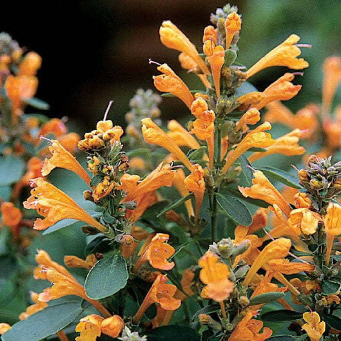 Orange Hyssop Agastache Seeds 