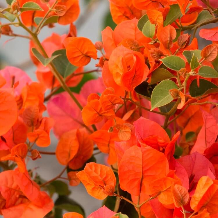 Orange Ice Bougainvillea Seeds