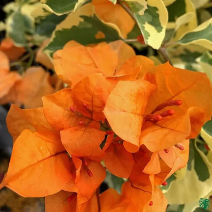 Orange Ice Bougainvillea Seeds