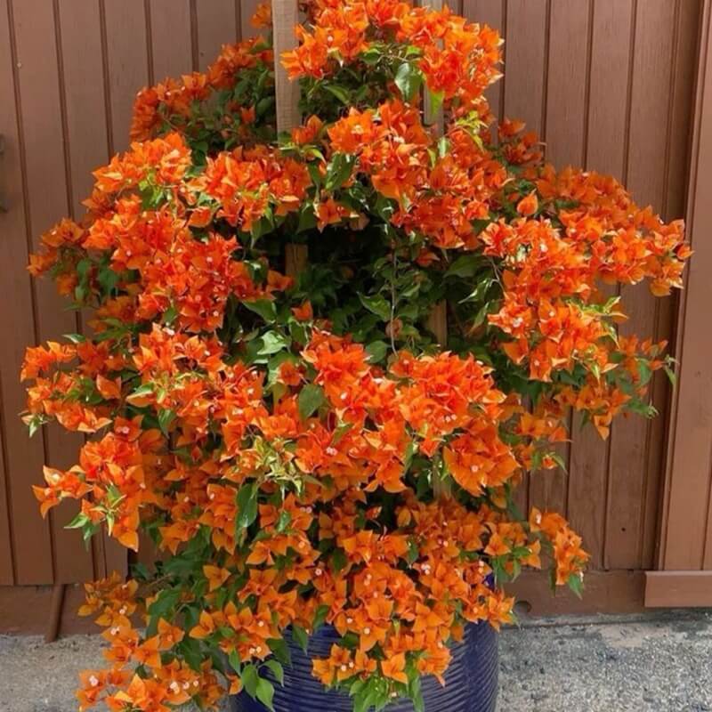 Orange Ice Bougainvillea Seeds