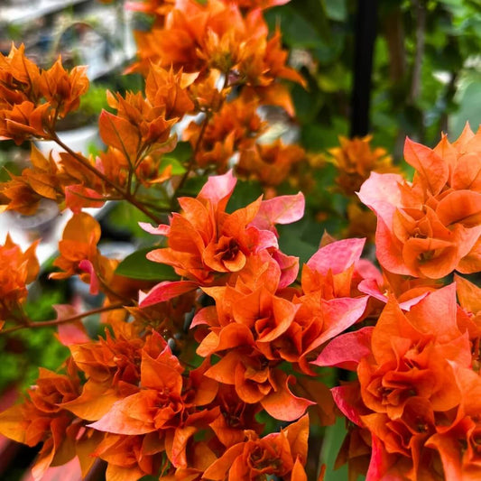 Orange Ice Bougainvillea Seeds