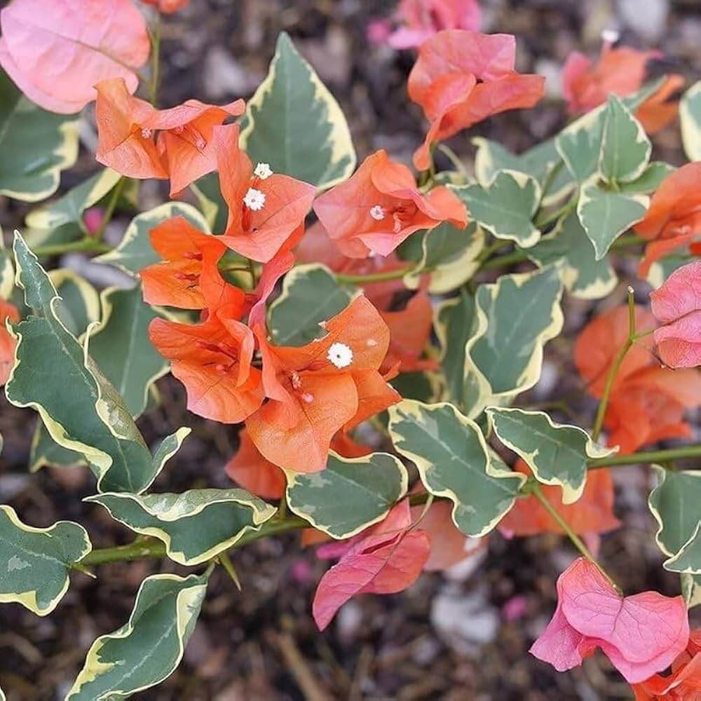 Orange Ice Bougainvillea Seeds