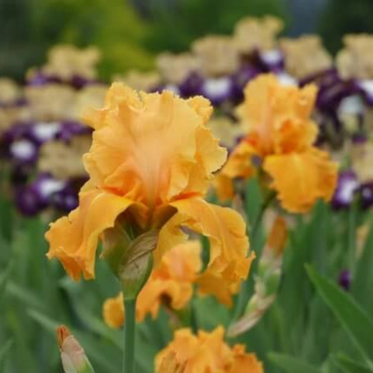 Orange Iris Seeds - Flower Plant for Home Gardens