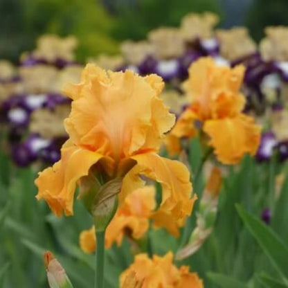 Orange Iris Seeds - Flower Plant for Home Gardens