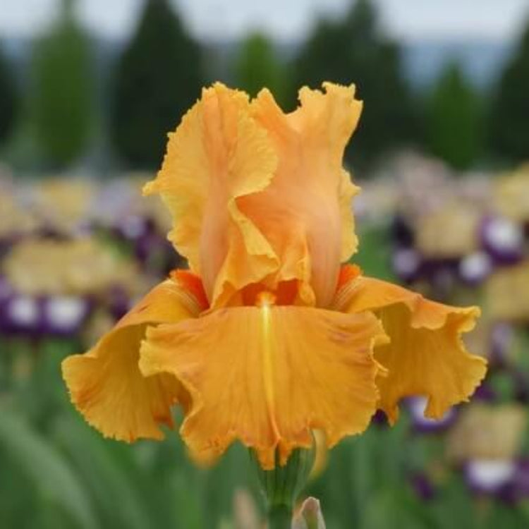 Orange Iris Seeds - Flower Plant for Home Gardens