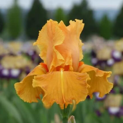 Orange Iris Seeds - Flower Plant for Home Gardens