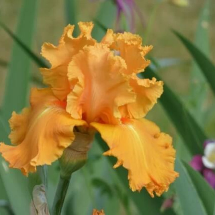 Orange Iris Seeds - Flower Plant for Home Gardens