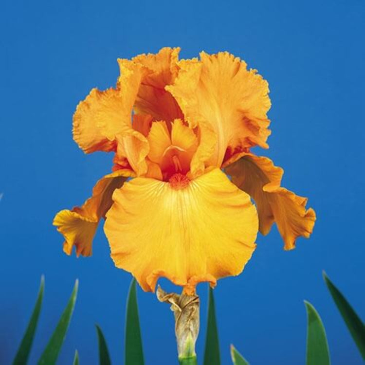 Orange Iris Seeds - Flower Plant for Home Gardens