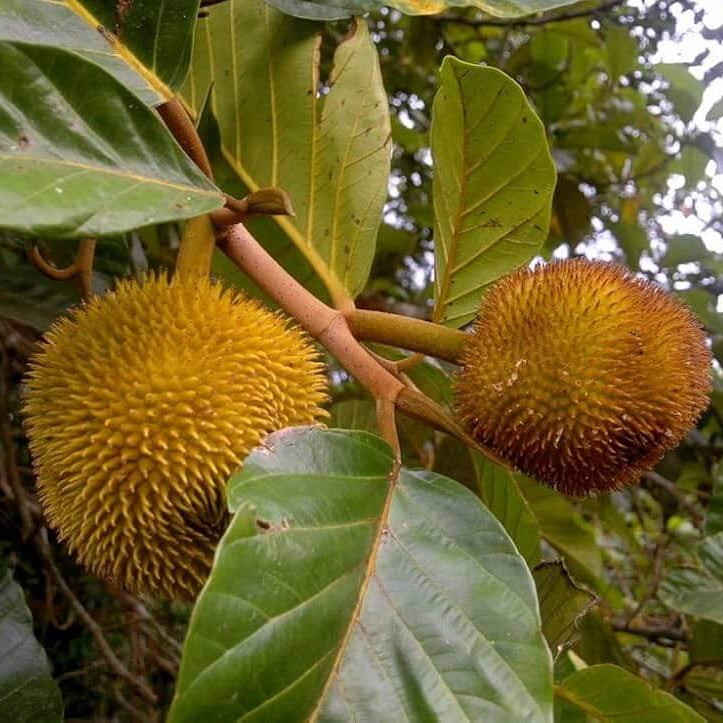 Orange Jackfruit Seeds