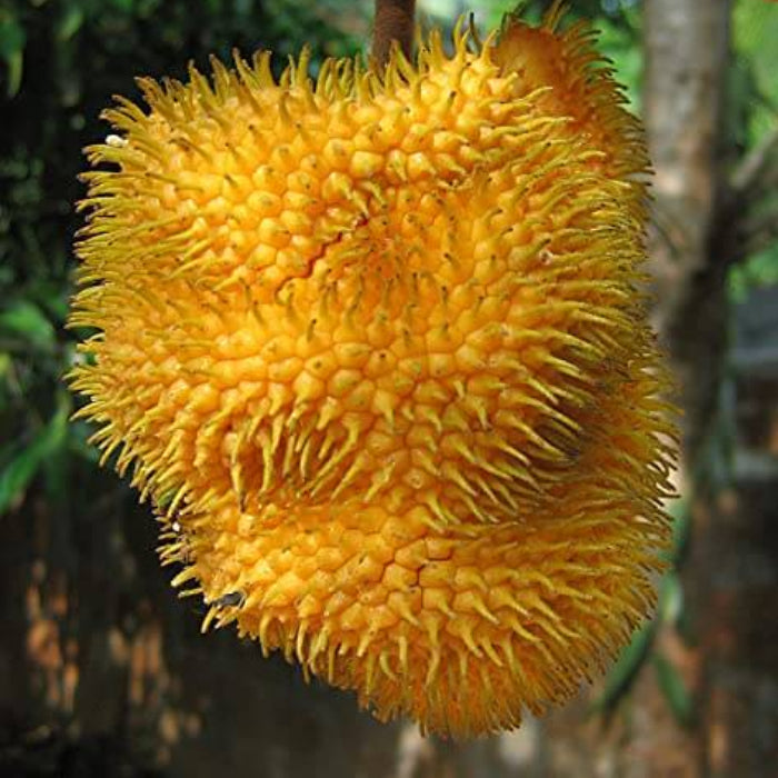 Orange Jackfruit Seeds