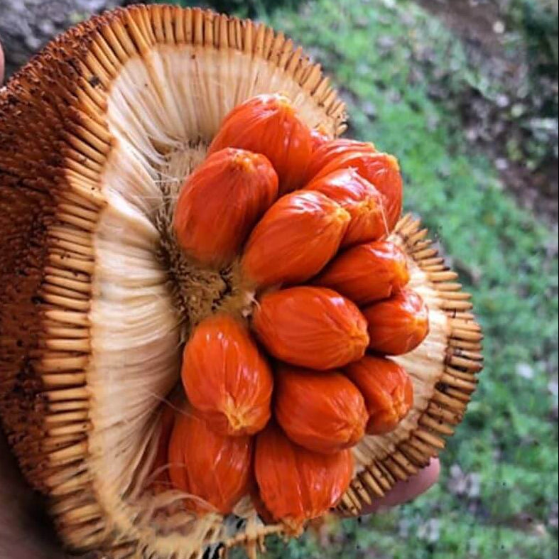 Orange Jackfruit Seeds