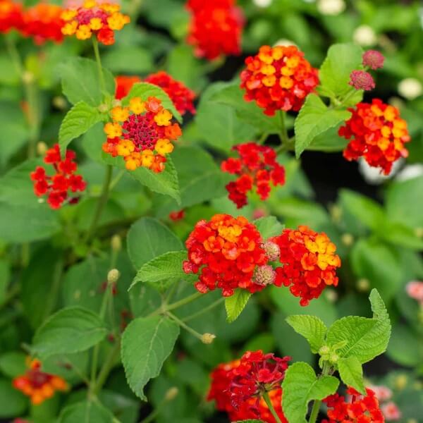 Orange Lantana Seeds