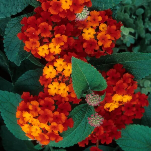Orange Lantana Seeds