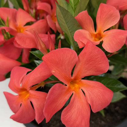Orange Mandevilla Seeds 