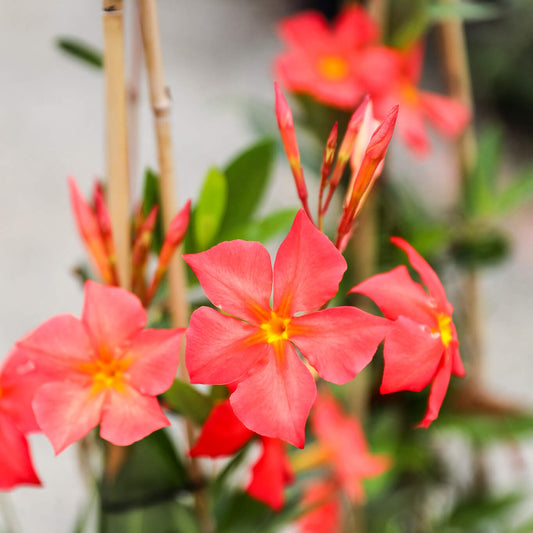 Orange Mandevilla Seeds 