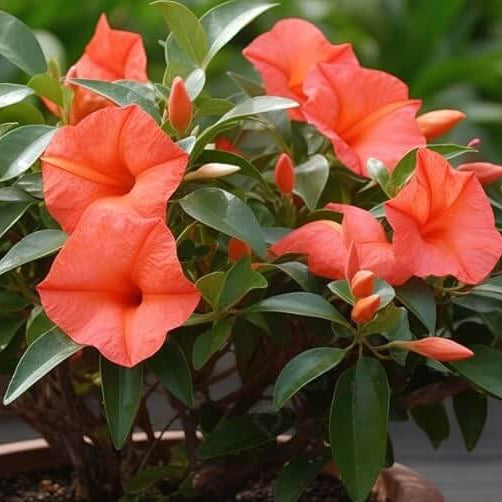 Orange Mandevilla Seeds 