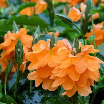 Orange Marmalade Crossandra Seeds