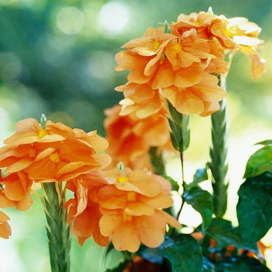 Orange Marmalade Crossandra Seeds
