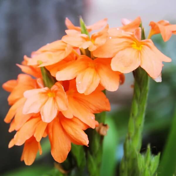 Orange Marmalade Crossandra Seeds