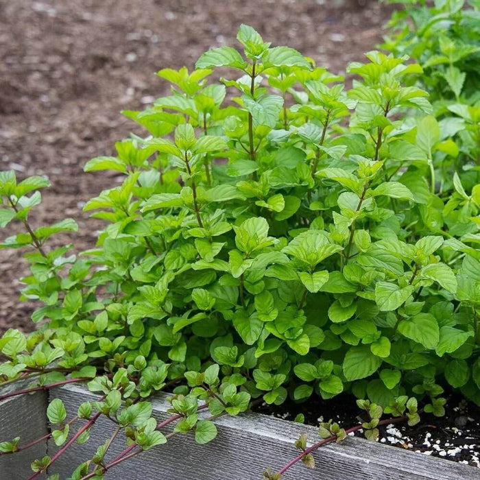 Orange Mint Seeds - Herbal Plant