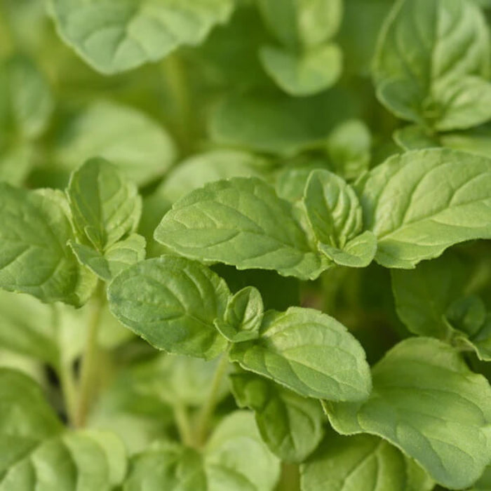 Orange Mint Seeds - Herbal Plant