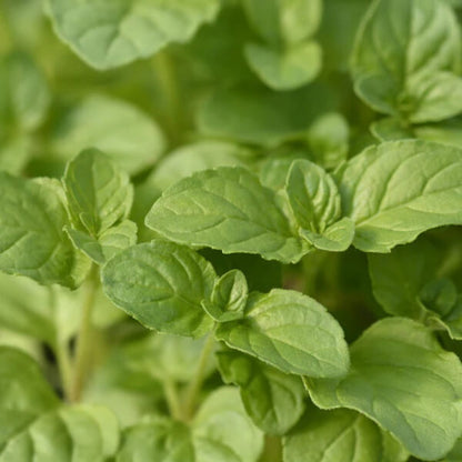 Orange Mint Seeds - Herbal Plant