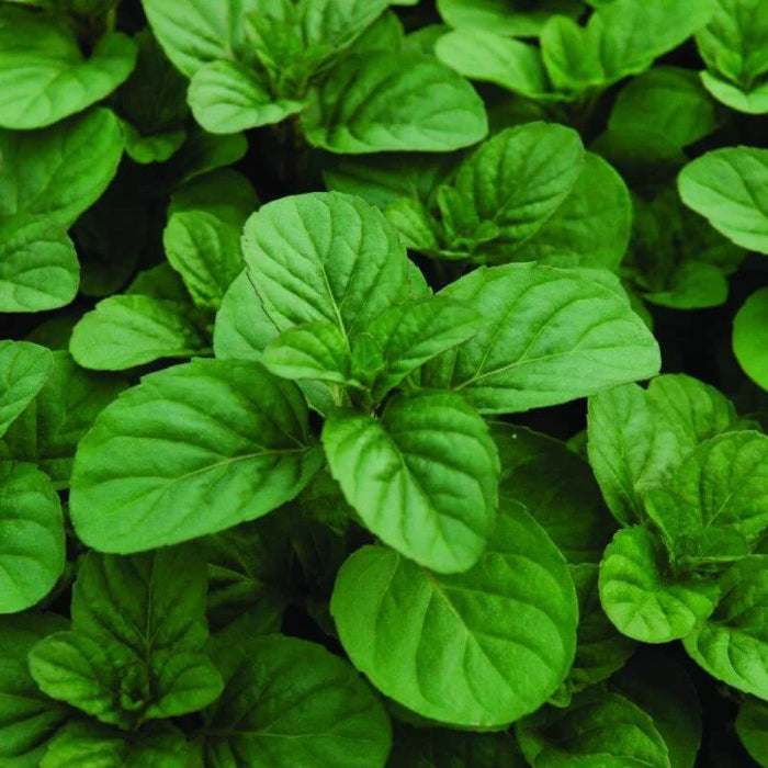 Orange Mint Seeds - Herbal Plant