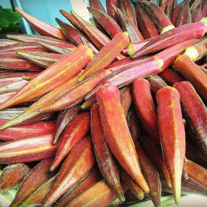 Orange Okra Seeds