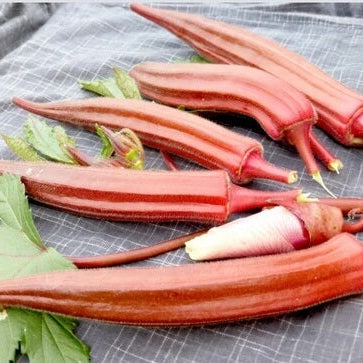 Orange Okra Seeds