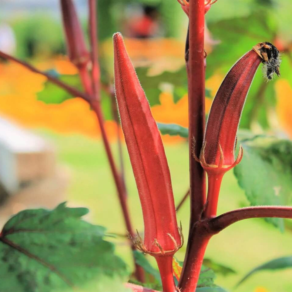 Orange Okra Seeds