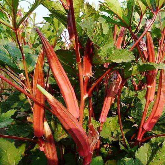 Orange Okra Seeds
