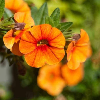Orange Petunia Seeds