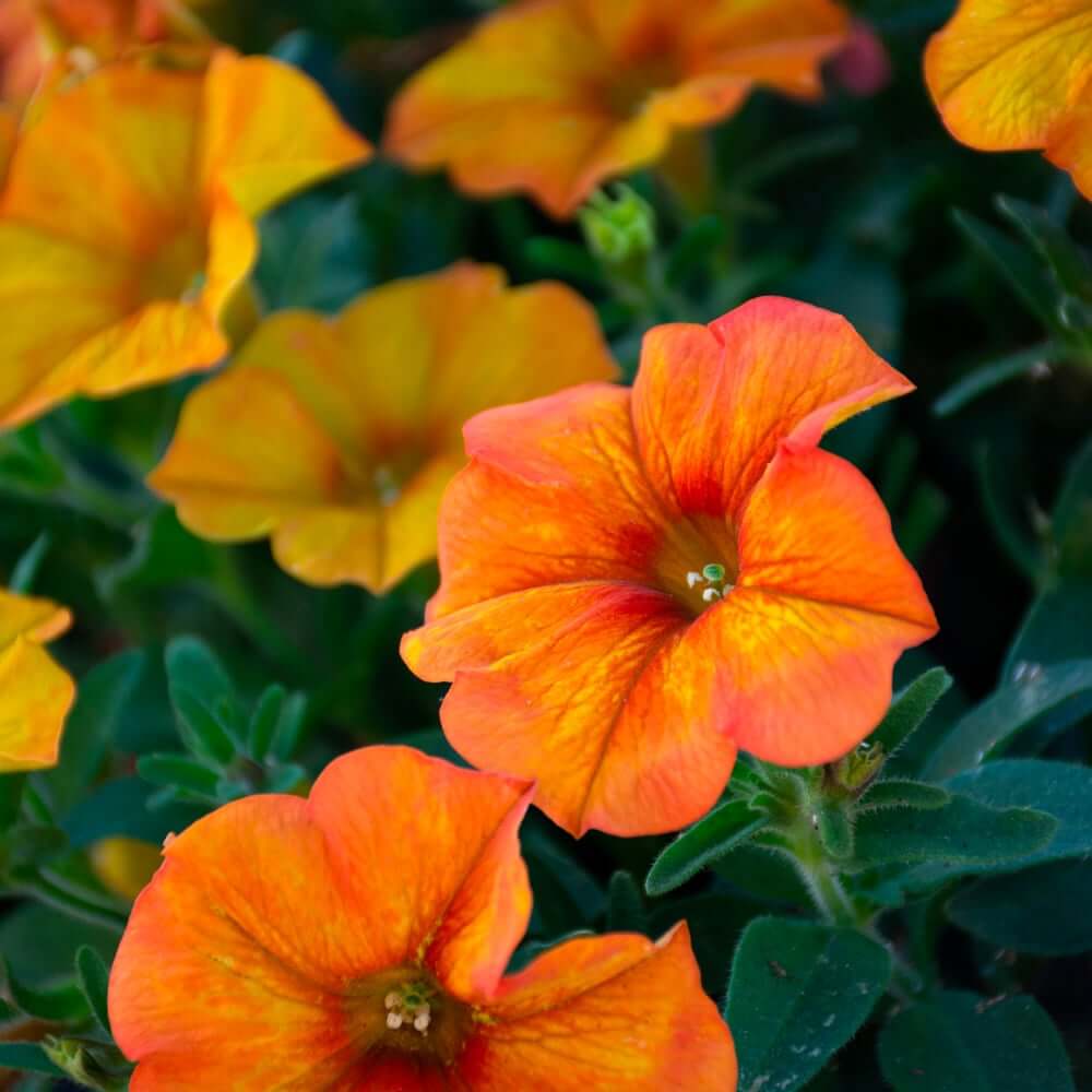 Orange Petunia Seeds