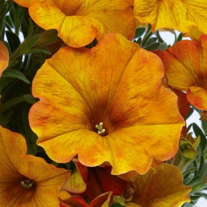 Orange Petunia Seeds