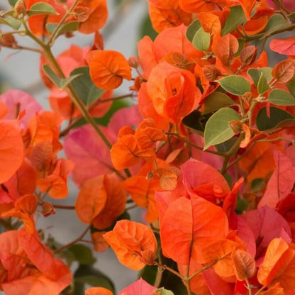 Orange Pink Heirloom Wildflower Bougainvillea Seeds
