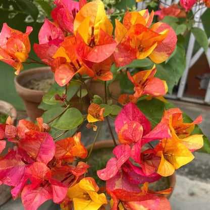 Orange Pink Heirloom Wildflower Bougainvillea Seeds