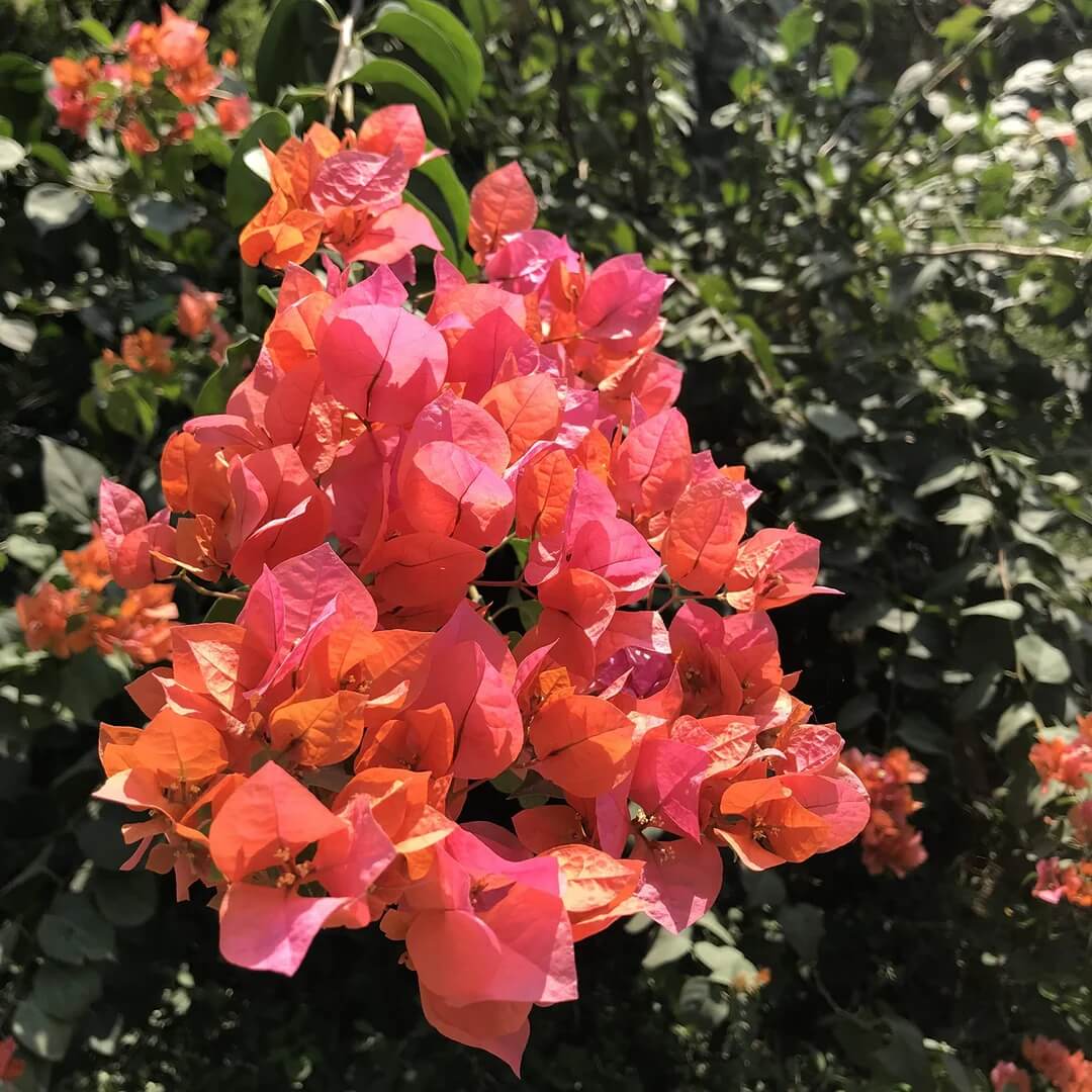 Orange Pink Heirloom Wildflower Bougainvillea Seeds