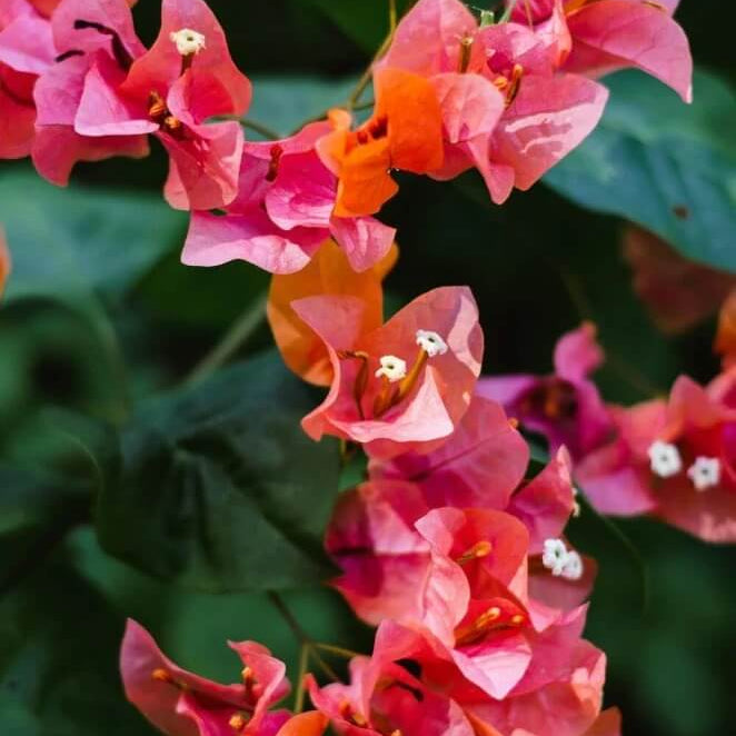 Orange Pink Heirloom Wildflower Bougainvillea Seeds