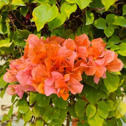 Orange Pink Heirloom Wildflower Bougainvillea Seeds