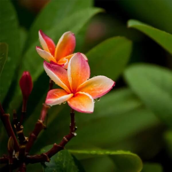 Orange Plumeria Seeds
