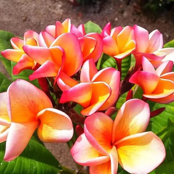 Orange Plumeria Seeds