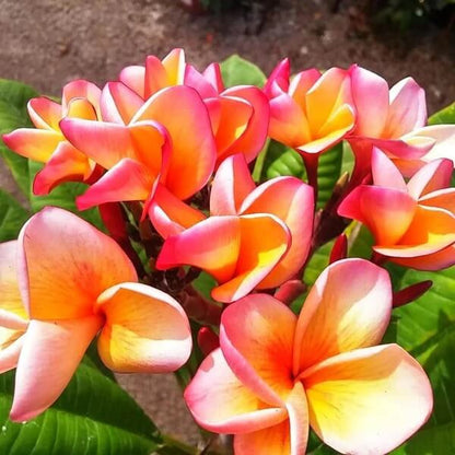 Orange Plumeria Seeds