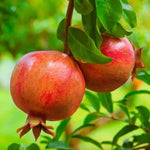 Orange Pomegranate Seeds - Fruit Plant