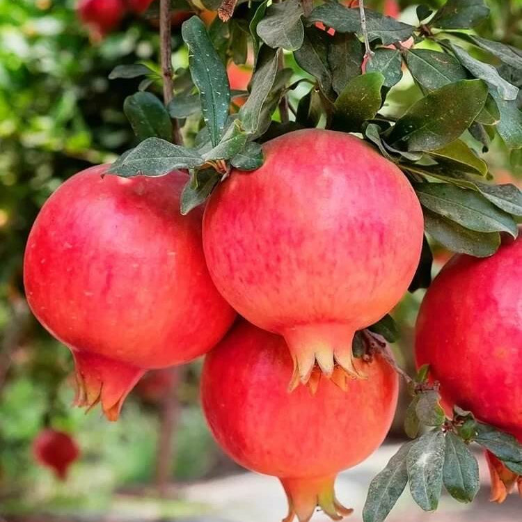Orange Pomegranate Seeds