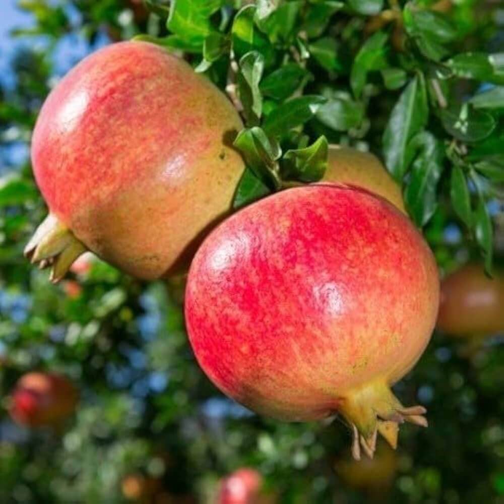 Orange Pomegranate Seeds