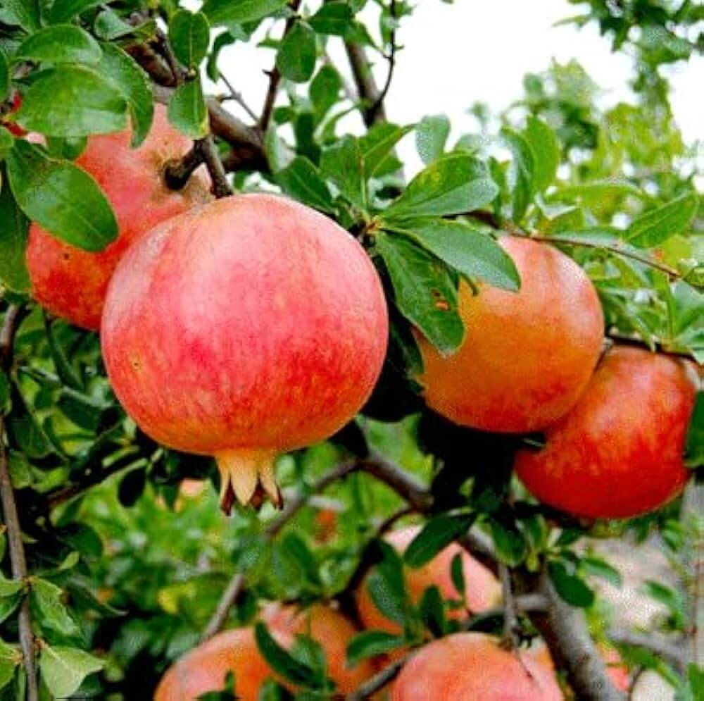 Orange Pomegranate Seeds