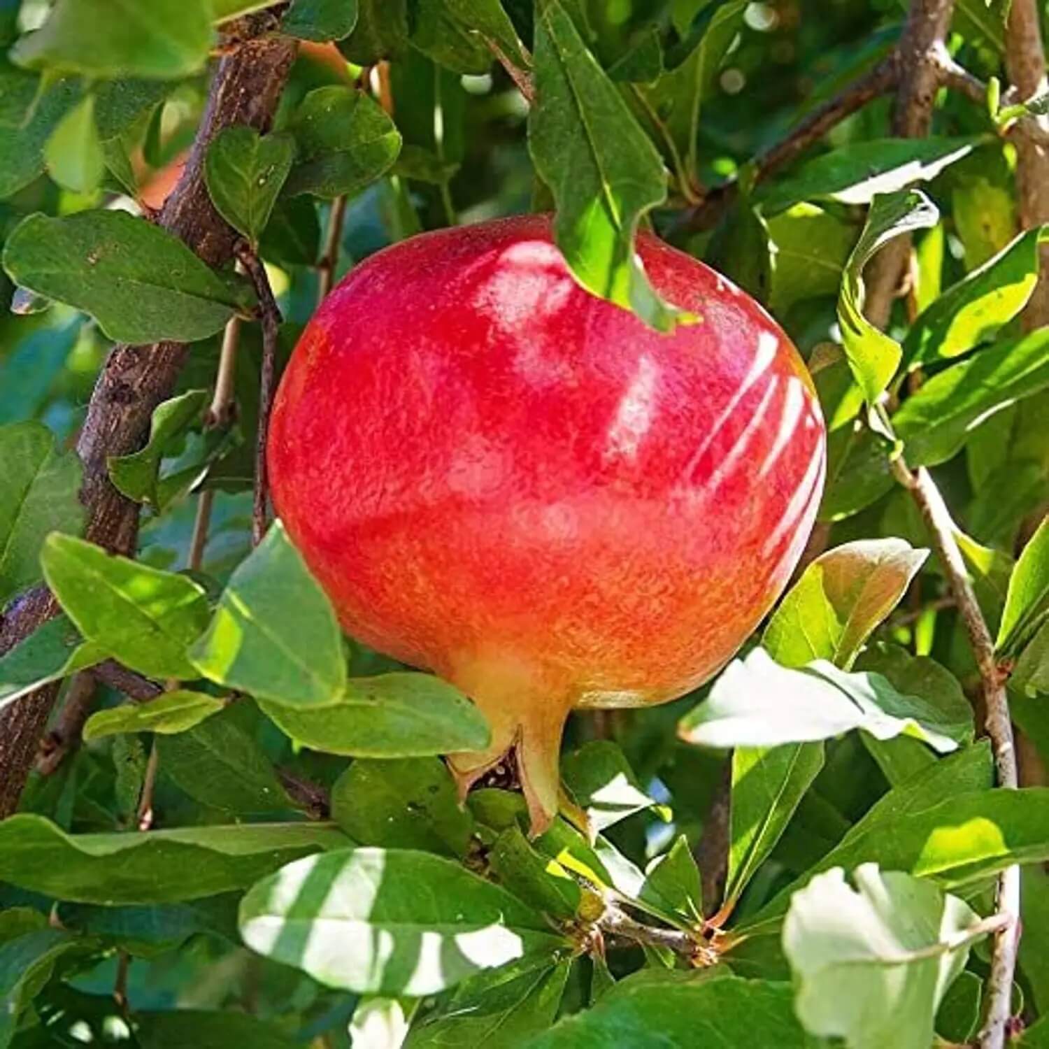 Orange Pomegranate Seeds