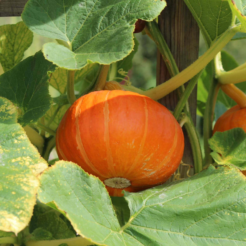 Orange Pumpkin Seeds - Heirloom Vegetable Plant for Home Gardens