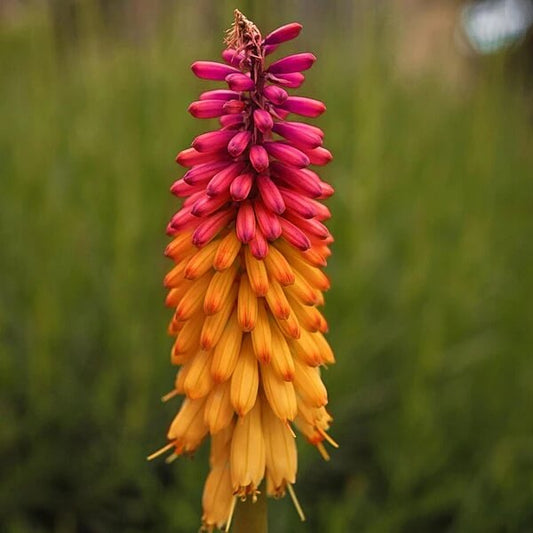 Orange & Purple Hot Poker Seeds 