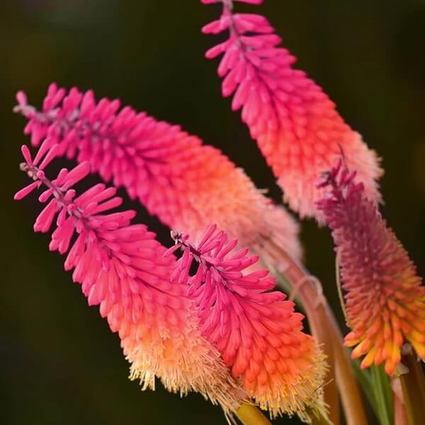Orange & Purple Hot Poker Seeds 
